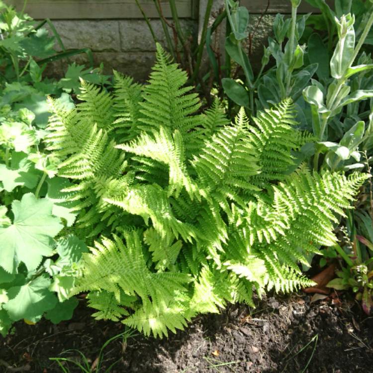 Plant image Polystichum setiferum  syn. Polystichum setiferum angulare; Polystichum setiferum bulbosum