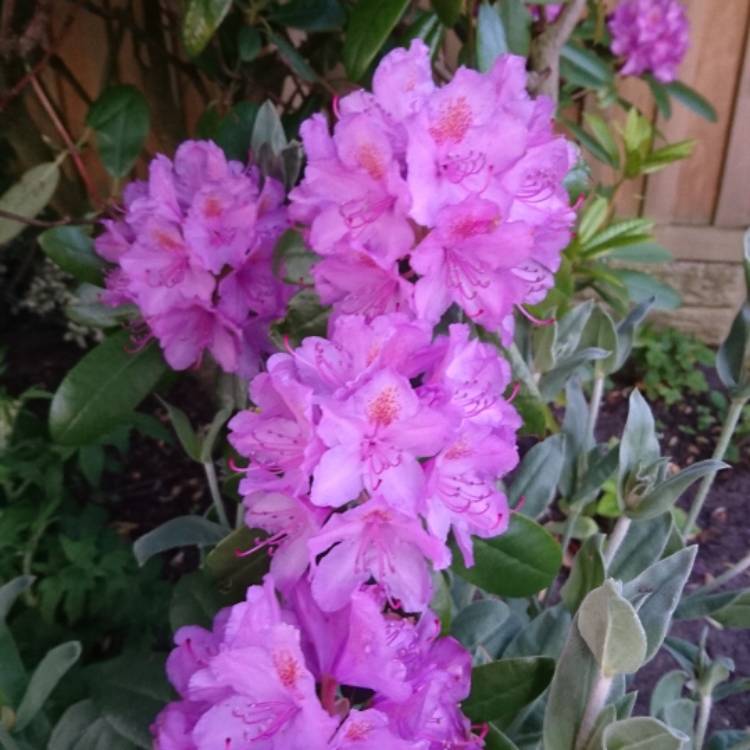 Plant image Rhododendron 'Ramapo'