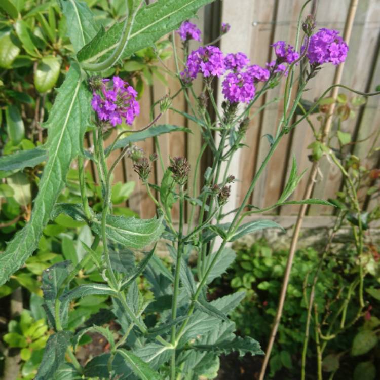 Plant image Verbena 'Santos'