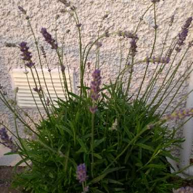 Lavandula angustifolia