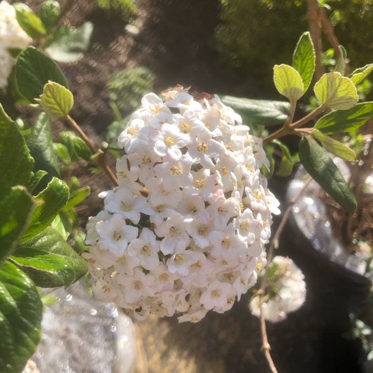 Plant image Viburnum x burkwoodii