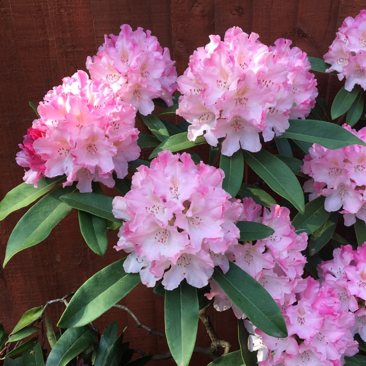 Plant image Rhododendron 'Aglo'