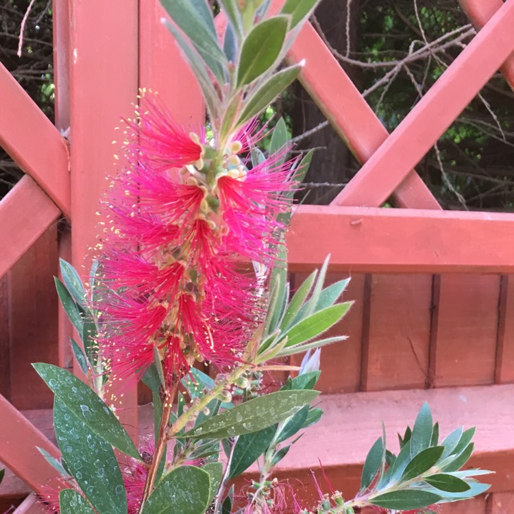 Plant image Callistemon Laevis