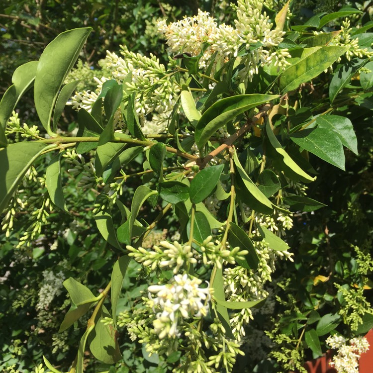 Plant image Syringa vulgaris 'Krasavitsa Moskvy' syn. Syringa vulgaris 'Beauty Of Moscow'