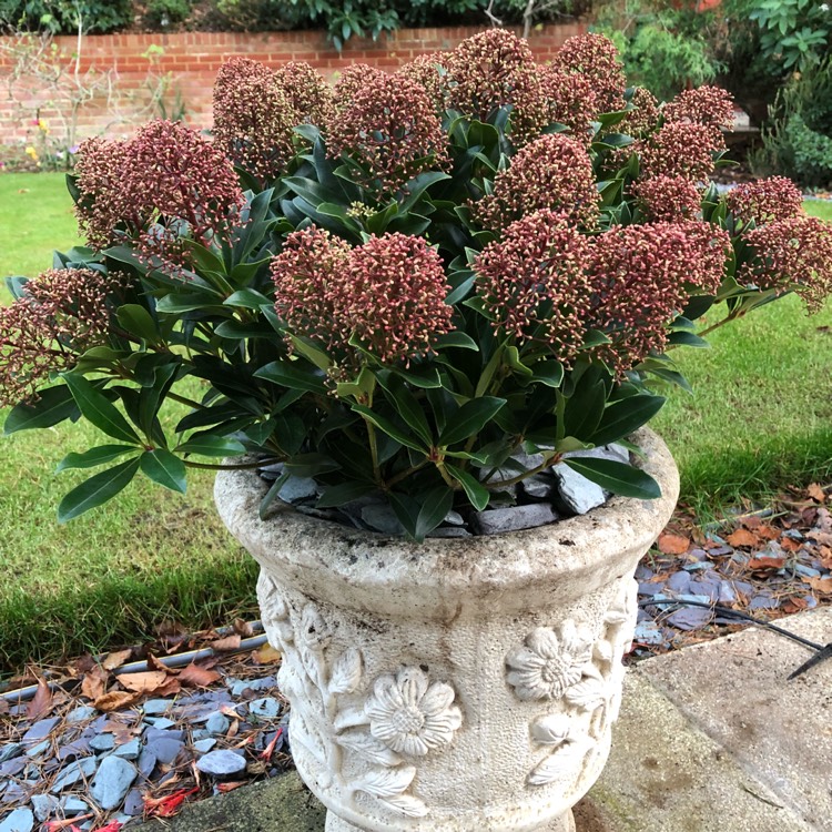 Plant image Skimmia japonica 'Moerings3' syn. Skimmia japonica 'Rubesta'