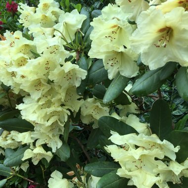 Rhododendron 'Goldkrone'