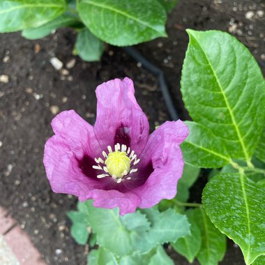 Papaver somniferum