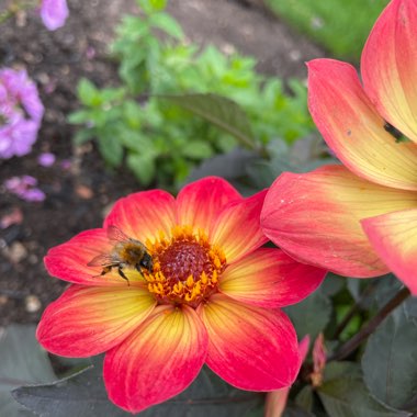 Dahlia Dahlegria Sunrise