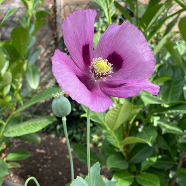 Opium Poppy