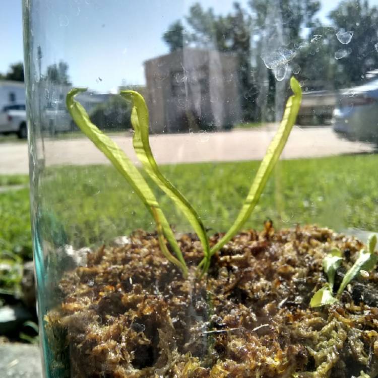 Plant image Sarracenia 'Rubra Van Rubra'