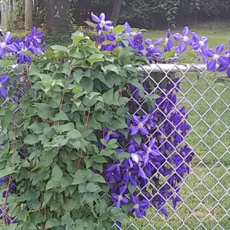 Plant image Clematis x durandii