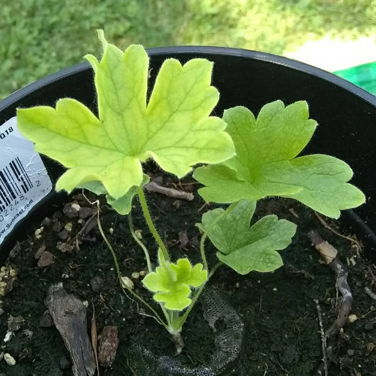 Plant image Delphinium 'Belladonna'