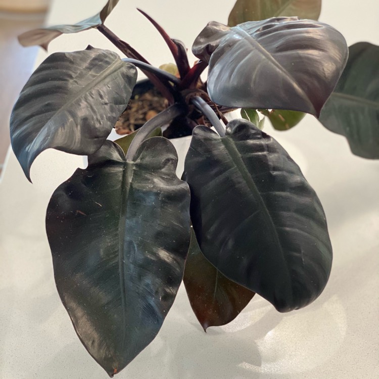 Plant image Philodendron 'Black Cardinal' syn. Philodendron erubescens 'Black Cardinal'