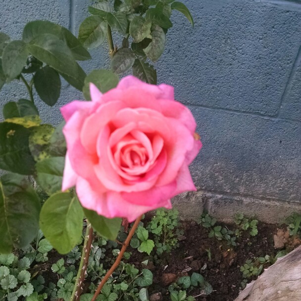 Plant image Rosa 'Chicago Peace'