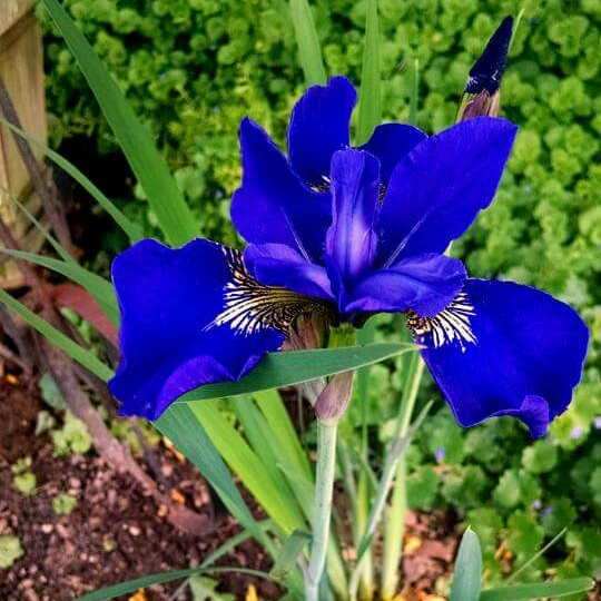 Plant image Iris sibirica 'Caesar's Brother'