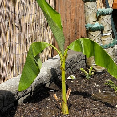 Japanese Banana