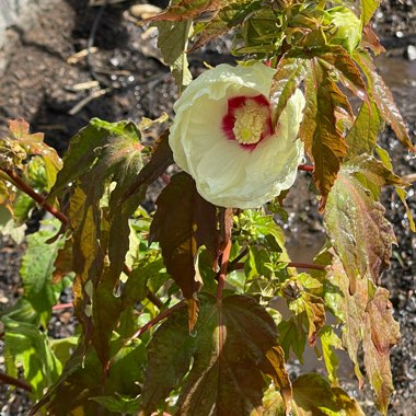 Rose Mallow