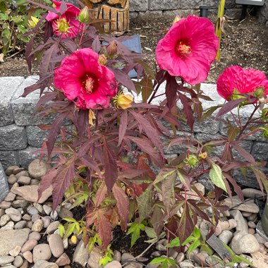 Rose Mallow