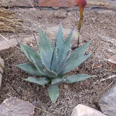 Agave tequilana