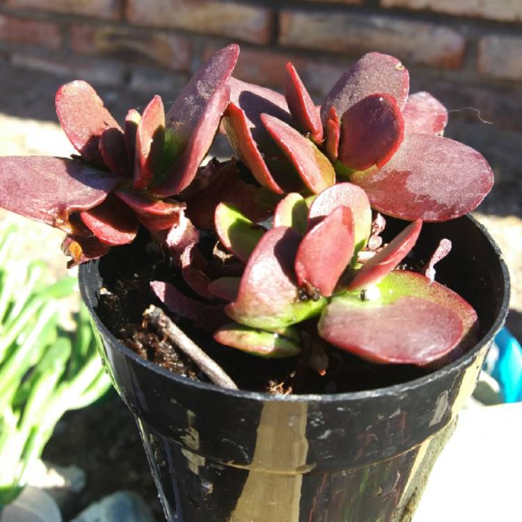 Plant image Crassula Platyphylla