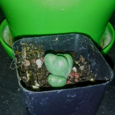 Conophytum bilobum syn. Derenbergia biloba, Mesembryanthemum bilobum