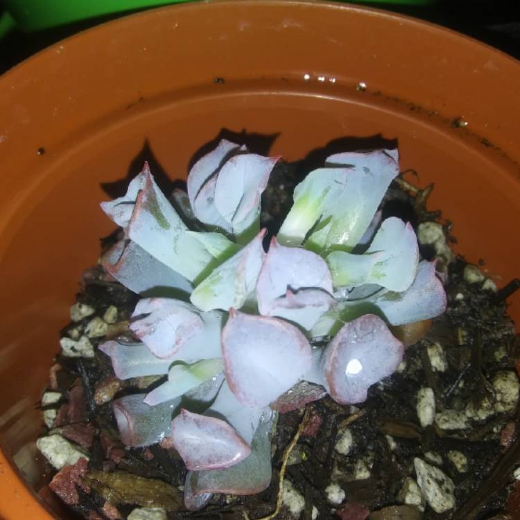 Plant image Echeveria Trumpet Pinky 