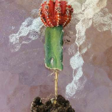 Gymnocalycium mihanovichii (Graft)