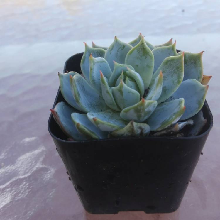 Plant image Echeveria Canadian