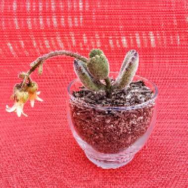 Cotyledon tomentosa