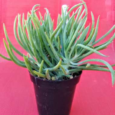 Senecio vitalis