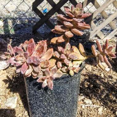 Graptoveria Vera Higgins