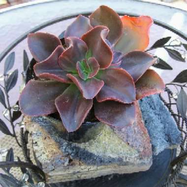 Echeveria Autumn Flame