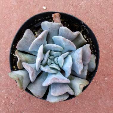 Echeveria Cubic Frost