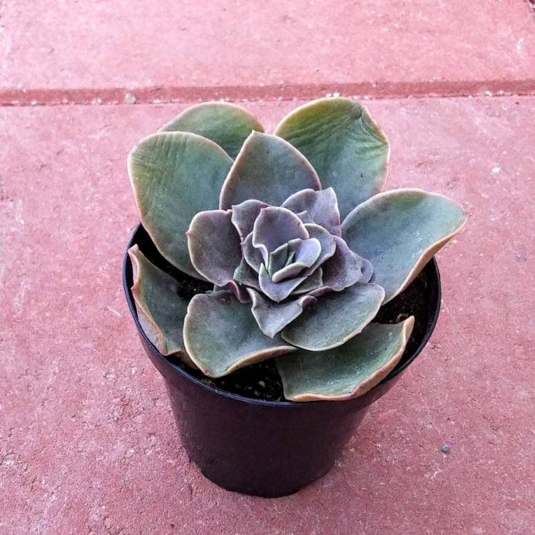 Plant image Echeveria Fireglow