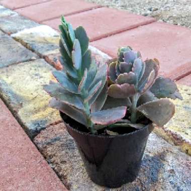 Kalanchoe fedtschenkoi 'Variegata'