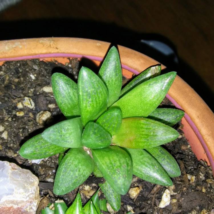 Plant image Haworthia Turgida