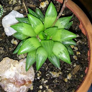 Haworthia Rtusa fa. Geraldii