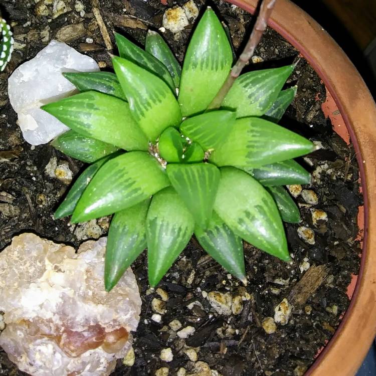 Plant image Haworthia Rtusa fa. Geraldii