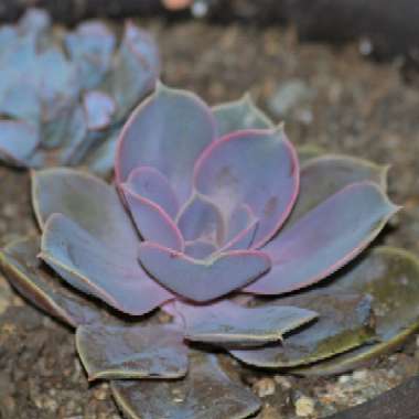 Echeveria Perle Von Nurnberg