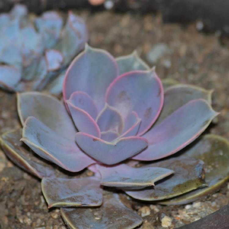 plant image 1270983