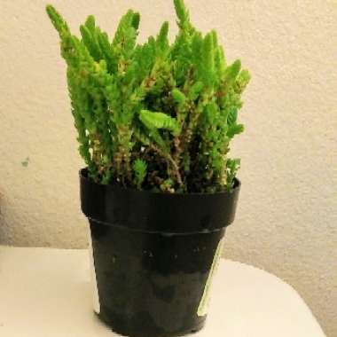 Crassula Lycopodioides f. Acuminata