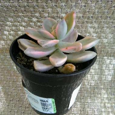 Graptopetalum Mirinae Variegata