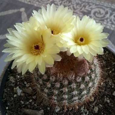 Notocactus Schlosseri