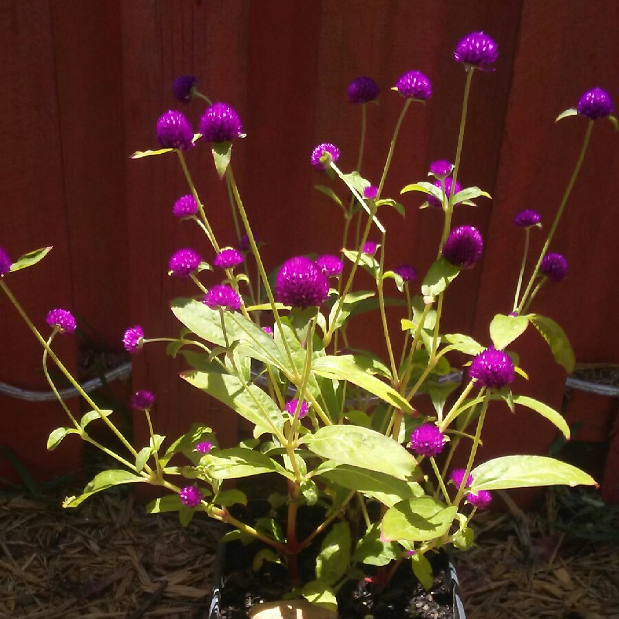 Globe Amaranth