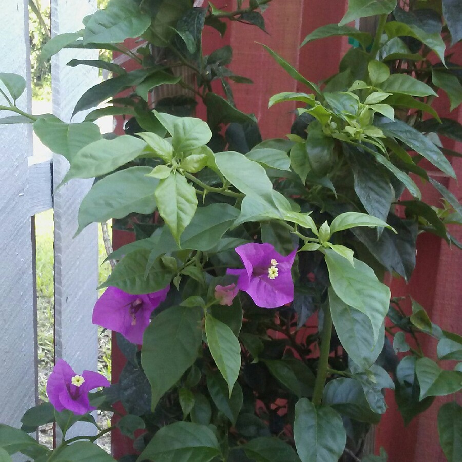 Bougainvillea 'Alexandra'