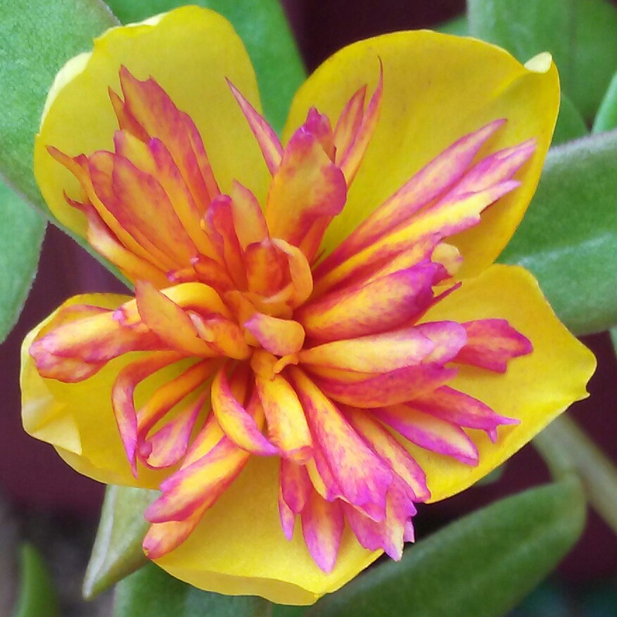 Plant image Portulaca amilis