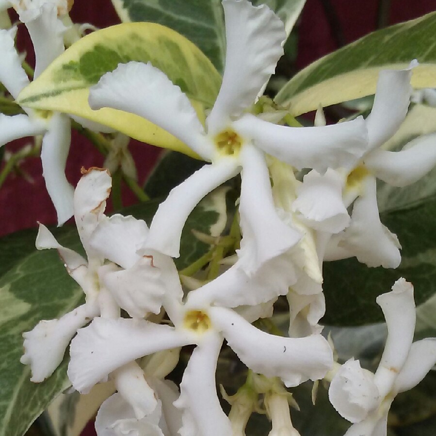 Star Jasmine 'Variegatum'