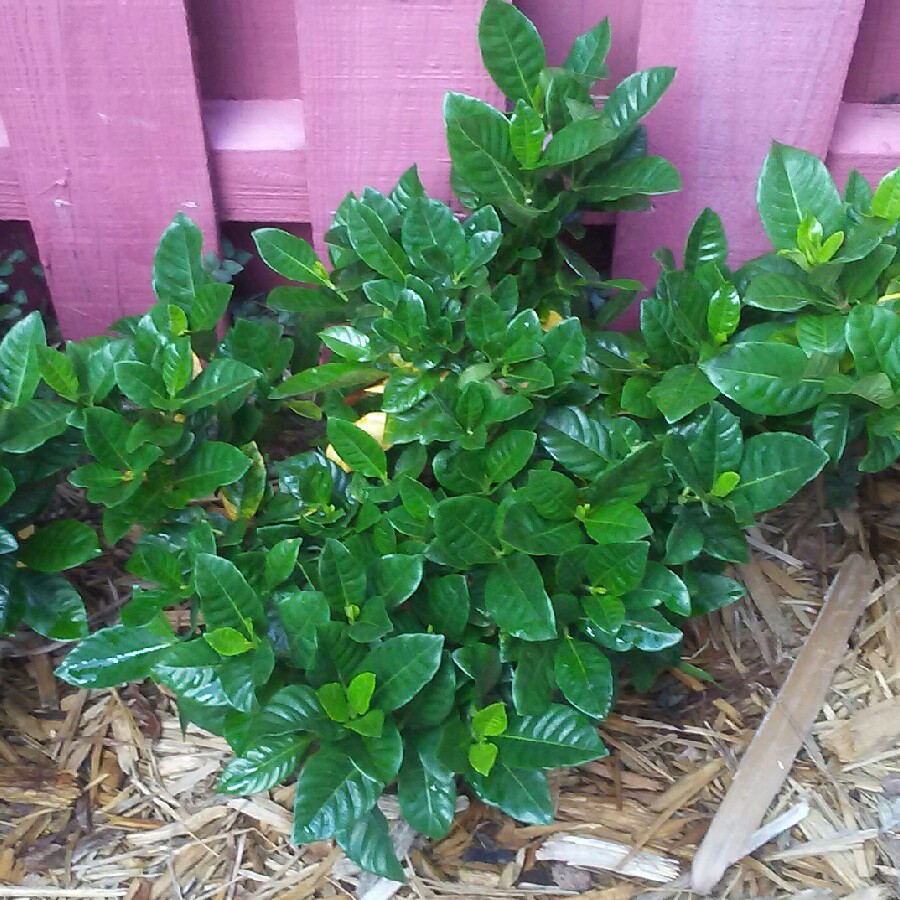 Gardenia Florida