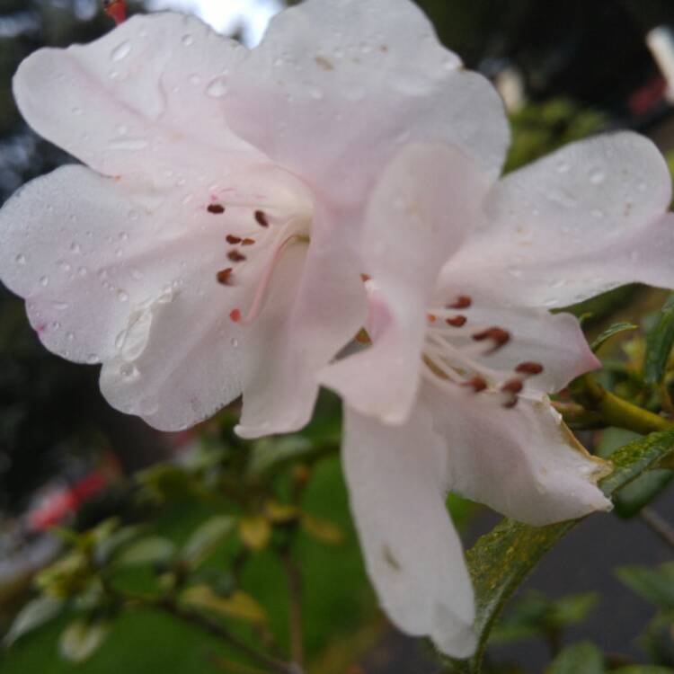 Plant image Rhododendron 'Natural Happiness'