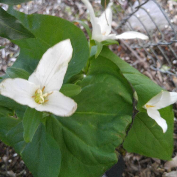 Plant image Trillium ovatum